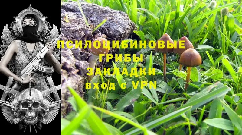 Псилоцибиновые грибы GOLDEN TEACHER  Кореновск 